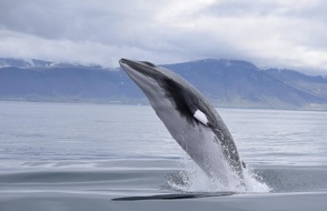 Whale & Dolphin Conservation gGmbH: Welt-Wal-Tag: 40 Jahre Walfangverbot &ndash; doch die Jagd geht weiter