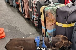 Hauptzollamt Frankfurt am Main: HZA-F: 83 Kilogramm Kokain durch Frankfurter Flughafenzoll beschlagnahmt - Rauschgiftsp&uuml;rhund Zlat erschn&uuml;ffelt Rauschgift in drei Reisekoffern