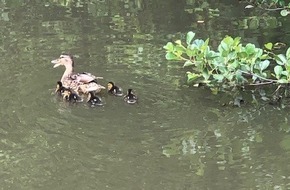 Polizeidirektion Kaiserslautern: POL-PDKL: Tierisch was los