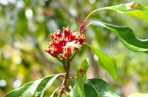 Wort & Bild Verlagsgruppe - Gesundheitsmeldungen: Gew&uuml;rznelke: So wirkt sie als Heilmittel / Die Gew&uuml;rznelke verleiht nicht nur dem Lebkuchen sein typisches Aroma. Sie kann auch heilende Wirkung haben