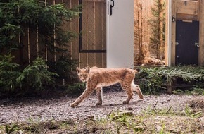 BUND: ++ Artenschutz: Luchs-Auswilderung im Thüringer Wald â– Langzeitprojekt startet mit deutsch-rumänischen Tieren ++