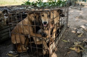 VIER PFOTEN - Stiftung für Tierschutz: Kambodscha: 61 Hunde auf dem Weg zum Schlachthaus noch rechtzeitig gerettet