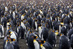Die antarktische Schönheit hautnah erleben ? Expedition Antarktis mit Reinhold Messner
