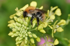 Deutsche Bundesstiftung Umwelt (DBU): DBU: Weniger Pestizide – mehr Schutz für Böden, Wiesen und Wasser