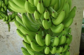 SÜDWIND e.V.: Pressemitteilung: SÜDWIND-Institut fordert Einzelhändler auf: "Stoppt den Preiskampf um Bananen!"
