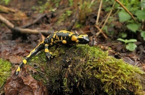 Heinz Sielmann Stiftung: PM Neu entdeckte Feuersalamander-Population im Landkreis Passau gilt als Rettungsanker für die Art