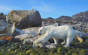 Neuer Kinofilm zeigt verschwindendes Wunder der Erde: &quot;Spitzbergen - auf Expedition in der Arktis&quot; ab dem 05.03.2020 bundesweit im Kino.