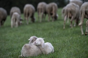 VIER PFOTEN - Stiftung für Tierschutz: QUATRE PATTES adresse une lettre ouverte à l’industrie lainière australienne pour exiger la fin de la pratique cruelle du mulesing