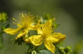 PRIMAVERA LIFE: Hautpflege mit Johanniskrautöl: Angst vor Sonnenschäden ist unbegründet