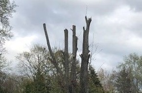 Polizeidirektion Neustadt/Weinstraße: POL-PDNW: Sachbeschädigung durch drastischen Rückschnitt eines Baumes