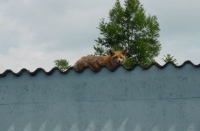 Polizeiinspektion Hameln-Pyrmont/Holzminden: POL-HOL: Kaum zu glauben - aber wahr: Was macht der Fuchs auf dem Dach? - Gänse waren hier nicht zu holen -