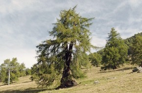 3sat: Eiche, Edelkastanie, Linde und Lärche: 3sat zeigt "Die magische Welt der Bäume"