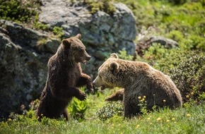 VIER PFOTEN - Stiftung für Tierschutz: Jambolina et Meimo : une rencontre au sommet à Arosa Terre des Ours