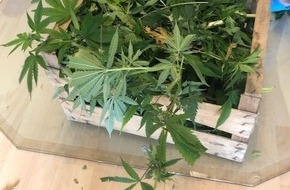 Polizeidirektion Pirmasens: POL-PDPS: Anbau von Cannabis in Wohnung