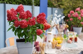 Harries Plantdesign GmbH & Co. KG: Verwandlungskünstler im Garten: die Rispenhortensie Bloody Marie®