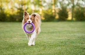 ZZF - Zentralverband der Heimtierbranche e.V.: Welt-Hunde-Tag am 10. Oktober: Hundespielzeug: 5 Tipps f&uuml;r sicheren Spielspa&szlig;