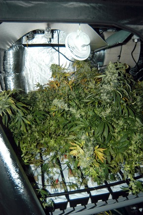 POL-D: Polizei entdeckt Drogenplantage in Oberbilker Mietwohnung - Züchter und Erntehelfer vorläufig festgenommen - Fotos beigefügt