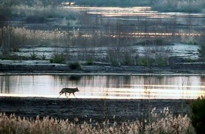 3sat: Wie mit dem Wolf leben? 3sat zeigt Dokumentarfilm "Die Rückkehr der Wölfe"