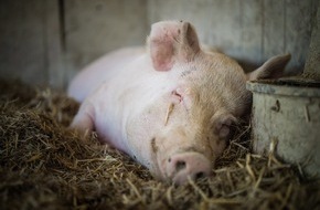 VIER PFOTEN - Stiftung für Tierschutz: Historische Chance: Schweiz stimmt über die Massentierhaltung ab