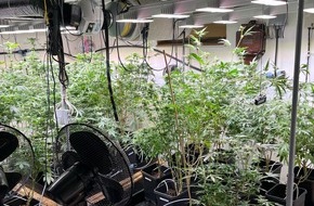 Polizei Rhein-Erft-Kreis: POL-REK: 260811-5: &Uuml;ber 50 Cannabispflanzen sichergestellt
