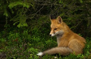 Deutscher Tierschutzbund e.V.: PM - Schliefenanlagen zur Jagdhundeausbildung sind tierschutzwidrig