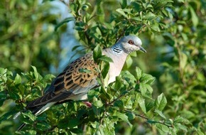 NABU: NABU und LBV: Turteltaube ist der Vogel des Jahres 2020 / Der gefiederte Liebesbote steht auf der globalen Roten Liste