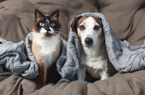 Bundesverband für Tiergesundheit e.V.: Jetzt schon an Silvester denken: Vierbeiner ohne Angst durch die Knallerei bringen