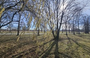 Universit&auml;t Augsburg: Stadtgr&uuml;n: Gesundheitsbooster oder Pollenfalle?