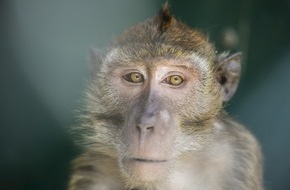 Schweizer Tierschutz STS: Primatenversuche: Wenn sie die Wahl hätten ...