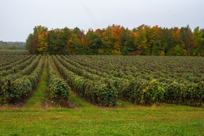 Pressemitteilung New York State: Unterwegs auf dem Amish Trail
