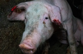 SOKO Tierschutz e.V.: Tierschutz-Skandal in badischem Lobbyistenstall / Erschütternde Zustände und Gewalt gegen Schweine - / Hauk, Klöckner und Co. posierten mit dem Tierquäler