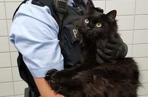 Bundespolizeiinspektion Bremen: BPOL-HB: Maine-Coon-Katze von Gleisen im Bremer Hauptbahnhof gerettet