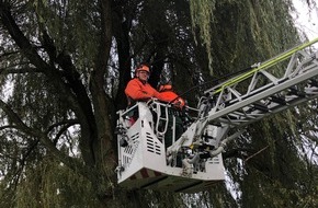 Freiwillige Feuerwehr Bedburg-Hau: FW-KLE: Achtung, Baum fällt! - Ausbildung an der Motorsäge bei der Freiwilligen Feuerwehr Bedburg-Hau