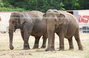 Aktionsbündnis "Tiere gehören zum Circus": Wildtiere im Zirkus: Bundesratsinitiative auf wackligen Beinen