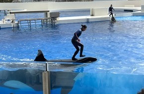 Whale & Dolphin Conservation gGmbH: Orcas und Trainer:innen in Gefahr: In japanischen Seaworld-Parks herrschen Tierleid und Sicherheitsrisiken