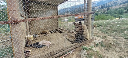 VIER PFOTEN - Stiftung für Tierschutz: Albanien: Der kommerzielle Wildtierhandel ist weiterhin ausser Kontrolle