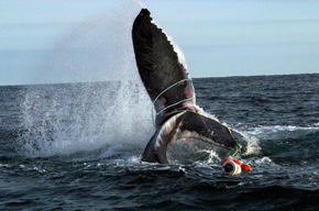 40 Jahre Walfangverbot: Wale sterben weiter