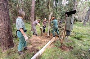 Bergwaldprojekt e.V.: Rückbau statt Landschaftsverbrauch: Fast 80 Freiwillige wandeln mit dem Bergwaldprojekt Nutzflächen in Naturraum in der Nossentiner / Schwinzer Heide