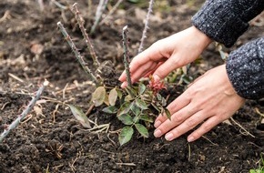 ICHTHYOL: Vorsicht, wenn Dornen in die Haut eindringen! / Freizeit im Garten - Verletzungen richtig verarzten