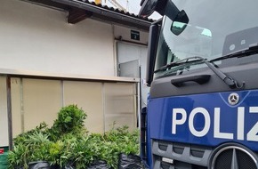 Polizei Düren: POL-DN: Durchsuchung: Cannabisplantage auf Betriebsgelände entdeckt