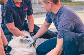 Feuerwehr Detmold: FW-DT: Herrenloses Schaf und unklare Rauchentwicklung beschäftigen Detmolder Feuerwehr