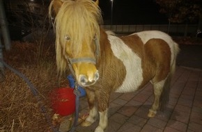 Polizeiinspektion Stralsund: POL-HST: Pony geht alleine auf Entdeckungstour