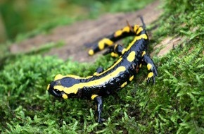 Hessisches Landesamt für Naturschutz, Umwelt und Geologie: Salamander-Pilz erneut in Hessen nachgewiesen - Tödliche Hautkrankheit bedroht Feuersalamander und andere Schwanzlurcharten