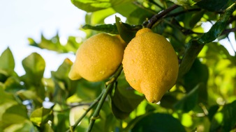 Lemon from Spain: Journée mondiale de l'eau: Quel est le fruit dont la production est la moins gourmande en eau ?