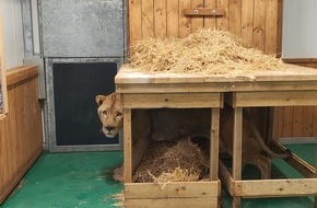 Hauptzollamt Saarbr&uuml;cken: HZA-SB: L&ouml;we Erion auf dem Weg in eine sichere Zukunft; Der Zoll begleitet Erions Ankunft in der Wildtierstation