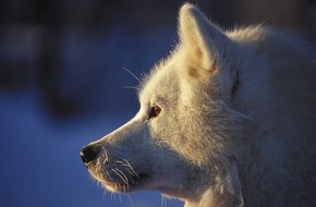 Wikinger Reisen GmbH: Wintersport mit Huskies