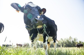 LEERDAMMER: Mit LEERDAMMER® auf die Weide: Die Käsemarke engagiert sich mit der "Initiative für Weidehaltung" für mehr Tierwohl