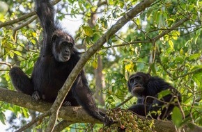 Schweizerischer Nationalfonds / Fonds national suisse: Émotions des grands singes - Viande très disputée, réconfort auprès des congénères proches