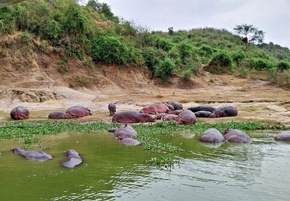 Richtig wild: Auf Safari in den Nationalparks in Uganda