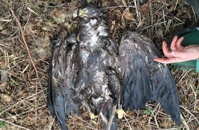 Komitee gegen den Vogelmord e. V.: Streng geschützter Seeadler bei Magdeburg abgeschossen - "Flugschreiber"- Daten überführen Jagdpächter als Täter - Polizei leitet Strafverfahren ein